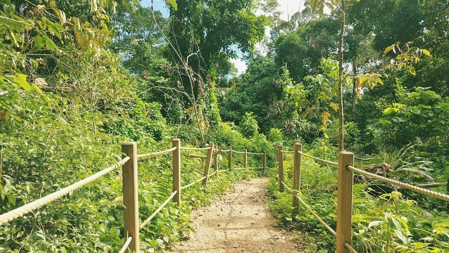 Shaded forest path in Bukit Timah Nature Reserve