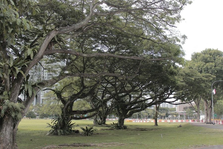 Tree-lined residential street in Bukit Timah