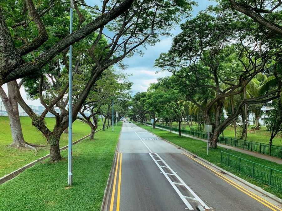 Greenwood Avenue neighbourhood road lined with trees