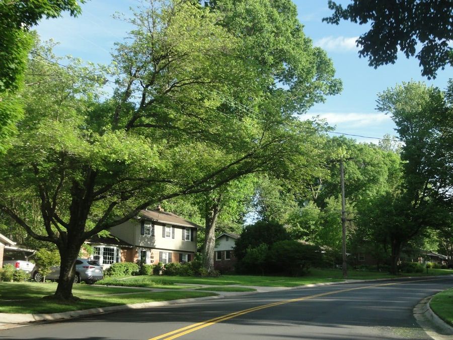 Residential street lined with large leafy trees