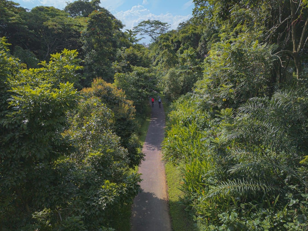Residential neighbourhood park corridor with mature greenery
